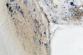 Best Mold Prevention Services  in Hempstead, TX